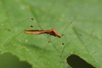 Metatropis rufescens