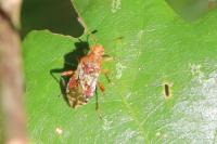 Rhopalus subrufus