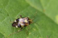 Liocoris tripustulatus