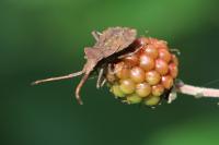 Coreus marginatus