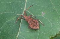 Coreus marginatus