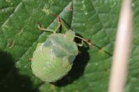 Palomena prasina