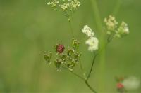 Graphosoma italicum