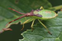 Gonocerus acuteangulatus
