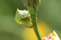 Stictocephala alta