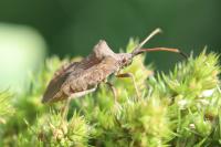 Coreus marginatus
