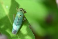 Cicadella viridis