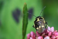 Eurydema oleracea