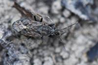 Peritrechus gracilicornis