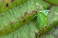 Stictocephala alta