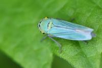 Cicadella viridis