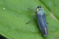 Cicadella viridis