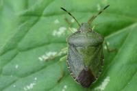Palomena prasina