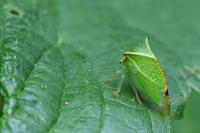 Stictocephala alta