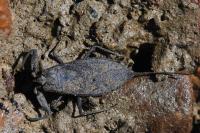 Nepa cinerea