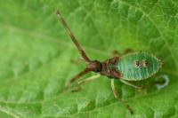 Gonocerus acuteangulatus