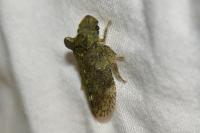 Ledra aurita