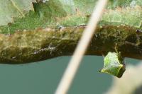 Stictocephala alta