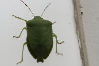 Nezara viridula