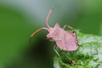 Coreus marginatus