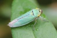 Cicadella viridis