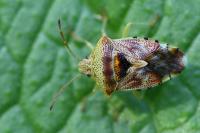 Elasmucha grisea