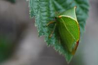 Stictocephala alta