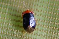 Geocoris erythrocephalus