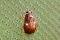 Deraeocoris lutescens