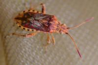 Stictopleurus abutilon