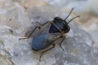 Geocoris megacephalus