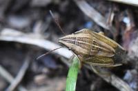 Aelia acuminata