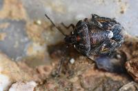 Holcogaster fibulata