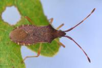 Gonocerus acuteangulatus