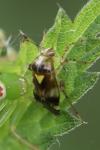 Liocoris tripustulatus