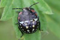 Nezara viridula