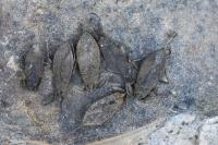 Nepa cinerea