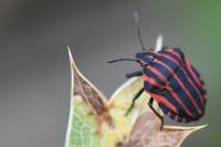Graphosoma italicum