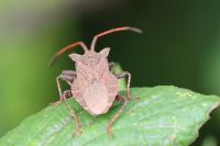 Coreus marginatus