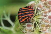 Graphosoma italicum