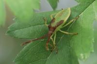 Gonocerus acuteangulatus