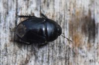Geotomus