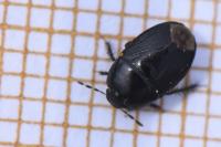 Geotomus
