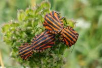Graphosoma italicum