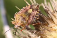 Carpocoris purpureipennis