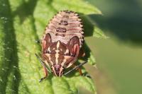 Carpocoris purpureipennis