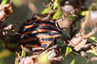Graphosoma italicum