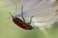 Pyrrhocoris apterus