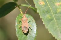 Gonocerus acuteangulatus