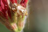 Lygus pratensis